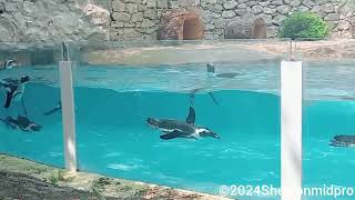 Penguin Viewing  Jardim Zoológico de Lisboa Lisbon Zoo  June 28 2023 [upl. by Krantz]