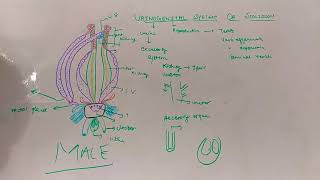 Urinogenital system of male scoliodon 🥰 [upl. by Reppep614]