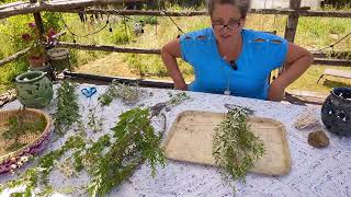 Herb time fun foraging smudge stick making Plantain salve too [upl. by Johnathan]