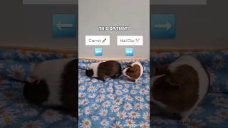 This or That PIGGY EDITION 🐹✨️ guineapig thisorthat funnypets thisorthatchallenge [upl. by Burack87]