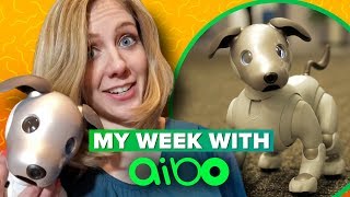 Sony Aibo what its like to live with a robot dog [upl. by Anihc]