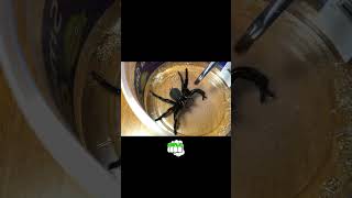 Araña Atrax Robustus Así Es Su Letal Veneno  100JC shorts sabiasque curiosidades animales [upl. by Egnalos274]