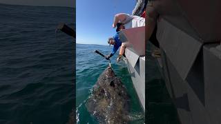 Big halibut coming on board halibut bigfish alaskafishing fishingvideo outdoorsman [upl. by Anailuj]