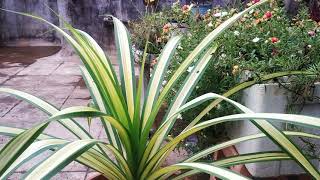 How to take care of Pandanus variegated plant [upl. by O'Donnell677]