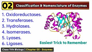 Classification and nomenclature of enzymes  Easiest trick to learn [upl. by Sirc927]