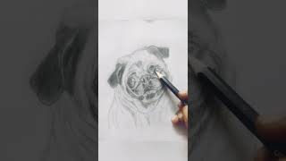 Hutch Dog Drawing pug [upl. by Reifinnej212]