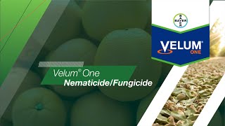 Velum® One NematicideFungicide [upl. by Flossie]