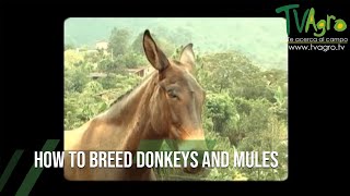 How to Breed DONKEYS and MULES [upl. by Ttegirb226]