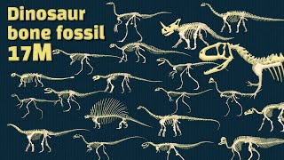 Discovery dinosaurs  Study dinosaur bone fossils  dinosaur bone collection  dinosaurs eat [upl. by Adnolaj81]