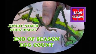 JUNGLE NYMPH Stick Insects  EGG COUNT Heteropteryx dilatata  with Leon Hills  LEON CREATOR [upl. by Antoinetta3]