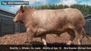 CLENAGH HANK KCH Progeny Video [upl. by Nyret]