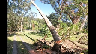 Large tree top of the driveway Nicked my Climbing Line amp nearly cut through my Hinge [upl. by Acinnor191]