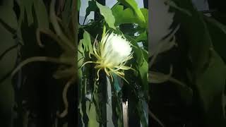 Brahma Kamal 😱😱😱sorts flowers [upl. by Noelani]