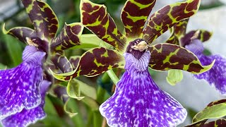 Episode 17 Zygopetalum Merlins Magic plus two other orchids worth sniffing [upl. by Kolnick]