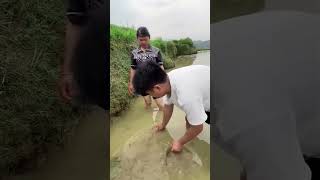 Thailand mein coconut ki kheti farming [upl. by Alya]