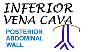 Chp27  Inferior Vena Cava Abdominal Part  Posterior Abdominal Wall  BDC Vol2 [upl. by Cosimo]