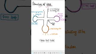 structure of tRNA biology neetbiology neetconcept neet trna [upl. by Waxler89]