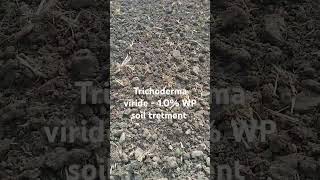 Trichoderma viride  10 WP soil tretmentagriculturefarming [upl. by Adiaros]