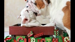 Bulldog Puppy Fights Mom and WINS [upl. by Frantz835]