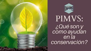 PIMVS ¿Qué son y cómo ayudan a la conservación [upl. by Nosnek]