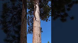 Here’s an awesome Yellow Pine [upl. by Valentina]