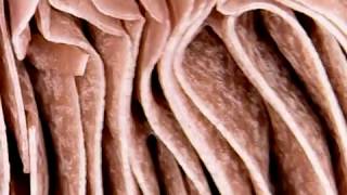 Mushroom gills up close microscope [upl. by Terra]