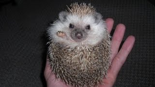 Hedgehogs  DONT purchase before watching THIS [upl. by Mraz163]