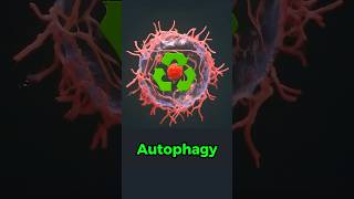 Autophagy Explained in 33 Seconds shorts [upl. by Ayita]