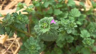 Plant portrait  Henbit Lamium amplexicaule [upl. by Annaehr]