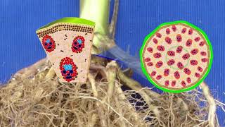 Anatomy of Monocot and Dicot stems [upl. by Dayna]