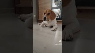 Piłeczka pod meblami 😱 piesek dlaciebie humor beagle dog [upl. by Adleremse]