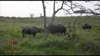 Black Rhino Vs White Rhino Showdown mov [upl. by Valeta]