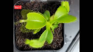 NEPENTHES TRUNCATA 36 Days after purchase [upl. by Lesab]