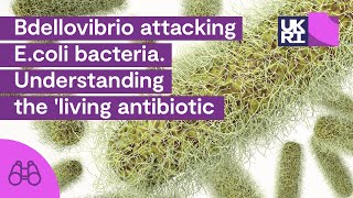 Bdellovibrio attacking Ecoli bacteria  Understanding the living antibiotic [upl. by Meggs]