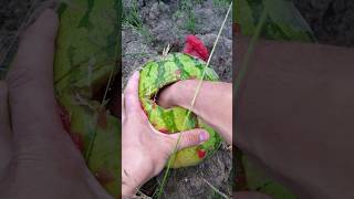 Craziest find inside a watermelon I ever seen [upl. by Salhcin756]