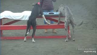 Arena Brekkies Adult Danes n Poppins Jami ChrisE 3292024 exploreorg [upl. by Alyakam]