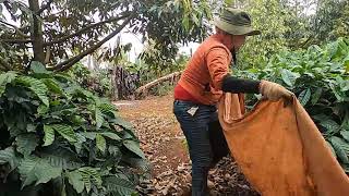 Robusta coffee harvest season of farmers [upl. by Atilef898]