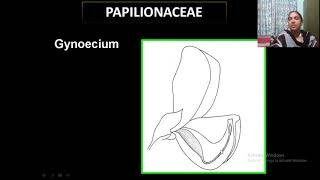 fabaceae papilionaceae [upl. by Blumenthal]