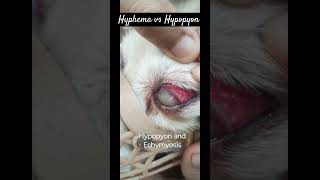 Hyphema vs Hypopyon hyphemahypopyoneyedogsurgeryshortsvetjunction vetdogloverdoggoyt [upl. by Zuleika187]