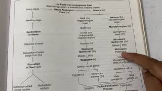 Diplontic life cycle of Angiospermic plant [upl. by Areip]