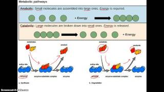 Anabolic vs Catabolic [upl. by Anirrok]