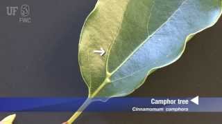 How to identify Camphor tree Cinnamomum Camphora [upl. by Pachton]