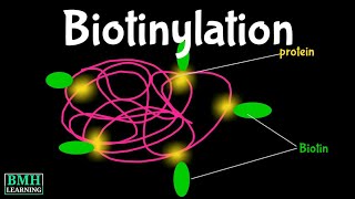 Biotinylation  Biotinylated DNA  Biotin Labelling [upl. by Bobby528]