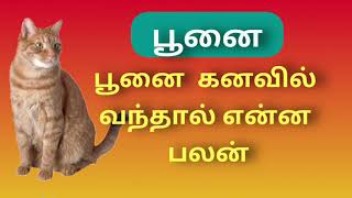 பூனை கனவில் வந்தால் என்ன பலன்poonai kanavil vanthal enna palan [upl. by Beitch]