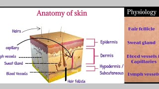 Human skin  Anatomy and physiology  Layers of skin  EpidermisDermisHypodermis   Functions [upl. by Nnylhsa]