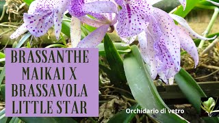 Orchidarium  Brassanthe maikai x Brassavola little star [upl. by Anim]