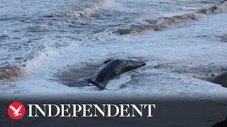 Six whales dead after 10 wash up on Yorkshire beach [upl. by Initirb]