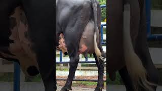 Brazil Cow Girlando cow dairyfarm cowvideos shorts trending [upl. by Melone112]