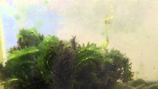 Beginner aquarium plants Elodea Anacharis Species Sunday [upl. by Leahcimnaj]