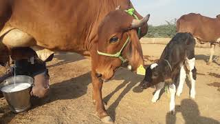 1 lactation gir cow sell 9587971879 [upl. by Pulsifer72]